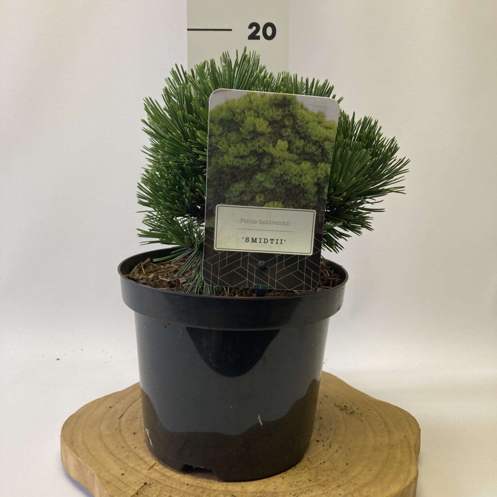 Pinus heldreichii ‘Schmidtii’ Novarbo