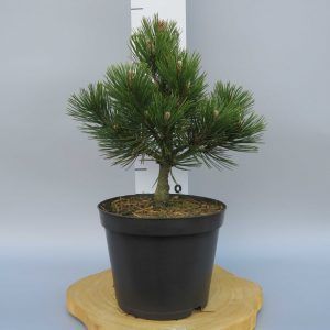 Pinus-heldreichii-Schneverdingen-web