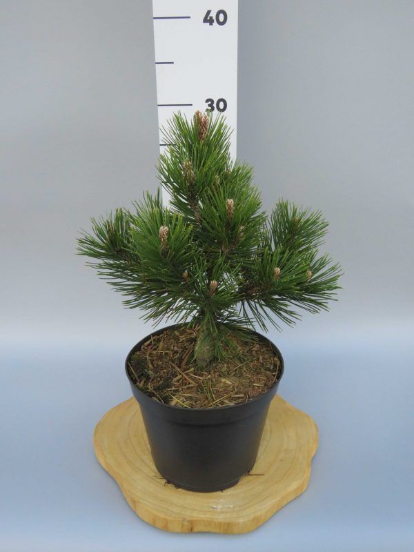 Pinus-heldreichii-schneverdingen-2-web