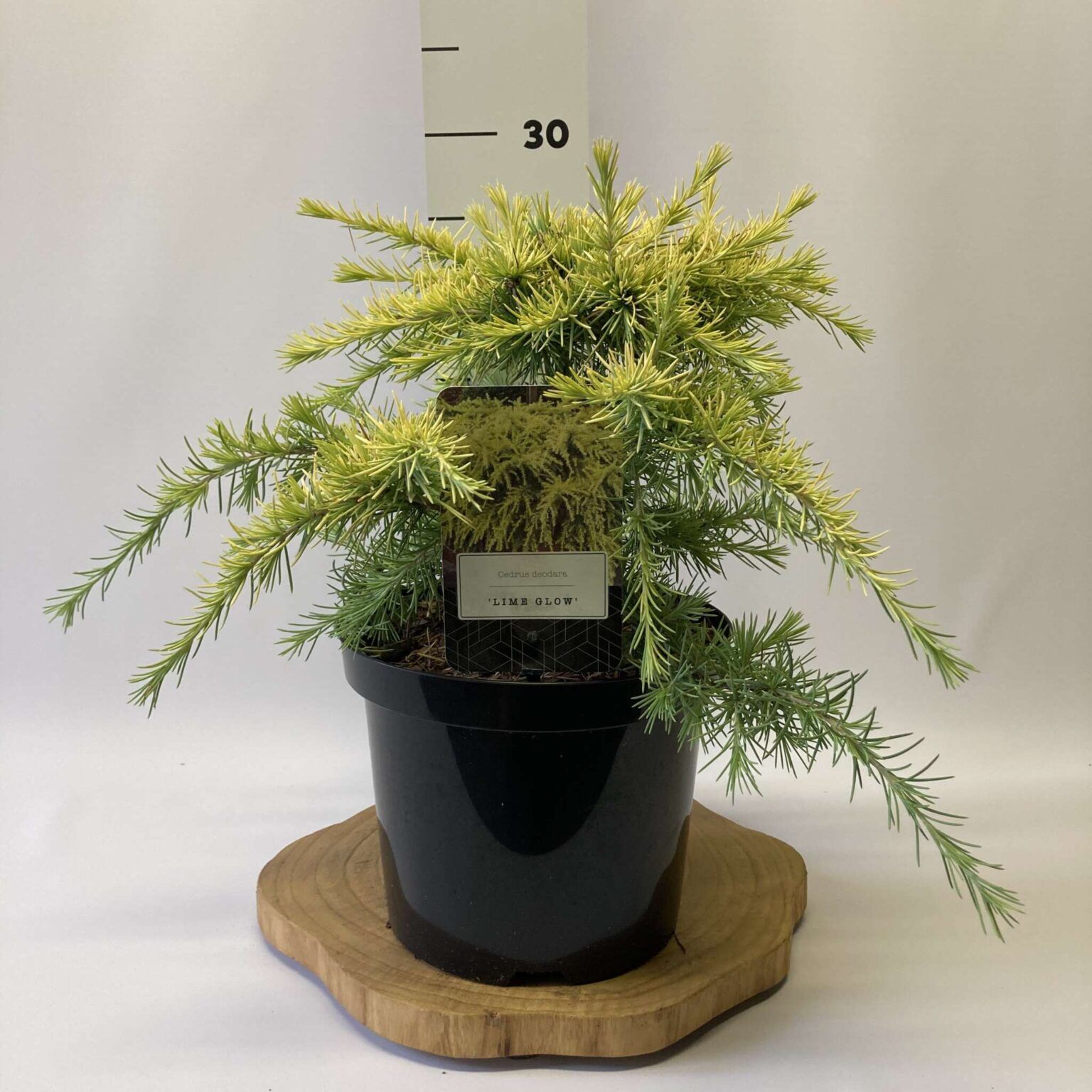 Cedrus deodara ‘Lime Glow’ Novarbo