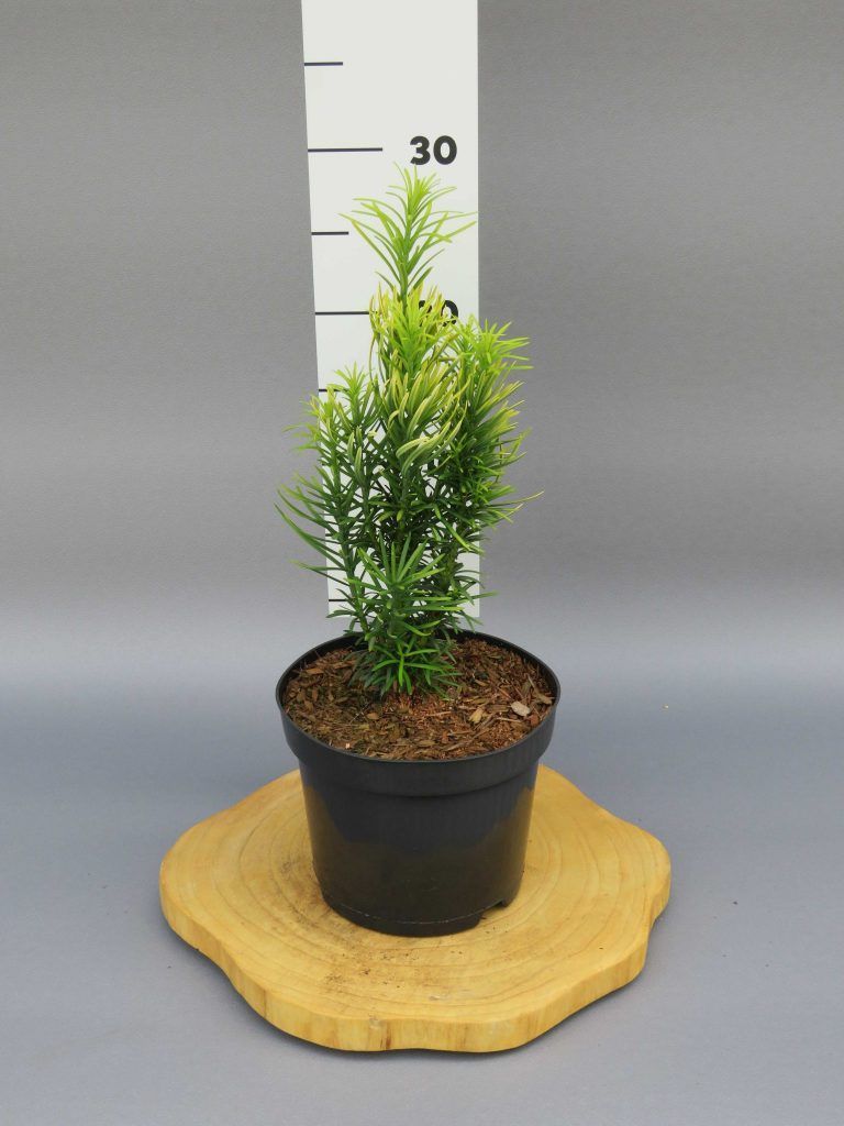 Cephalotaxus harringtonia ‘Korean Gold’ – Novarbo