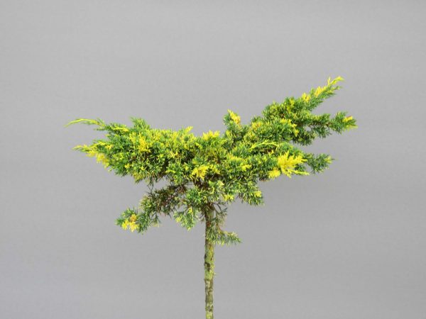 juniperus-chinensis-joe-chimpact-variegated-3-web