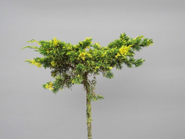 juniperus-chinensis-joe-chimpact-variegated-web
