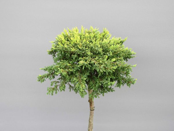 juniperus-communis-goldschatz-4-web