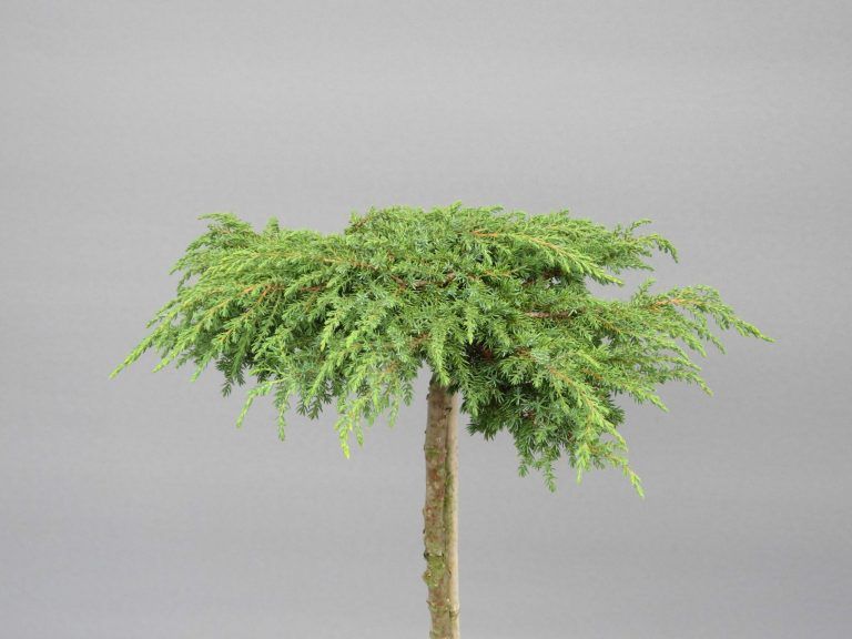 juniperus-communis-green-carpet-2-web