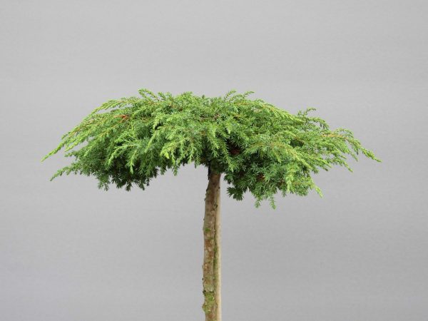 juniperus-communis-green-carpet-web