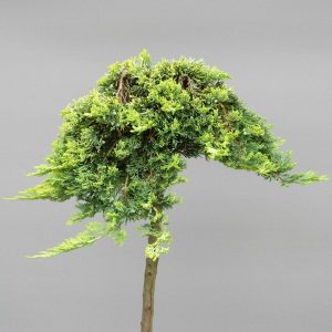 juniperus-horizontalis-golden-carpet-3-web