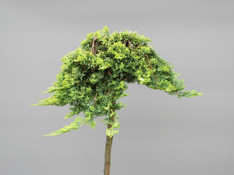 juniperus-horizontalis-golden-carpet-3-web