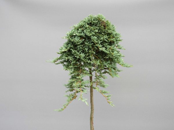 juniperus-horizontalis-icee-blue-2-web