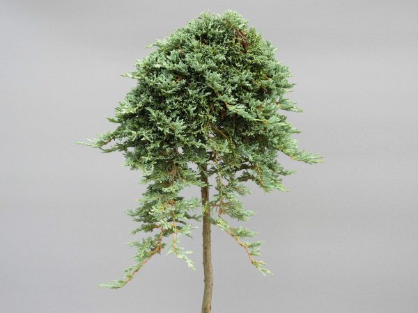 juniperus-horizontalis-icee-blue-web
