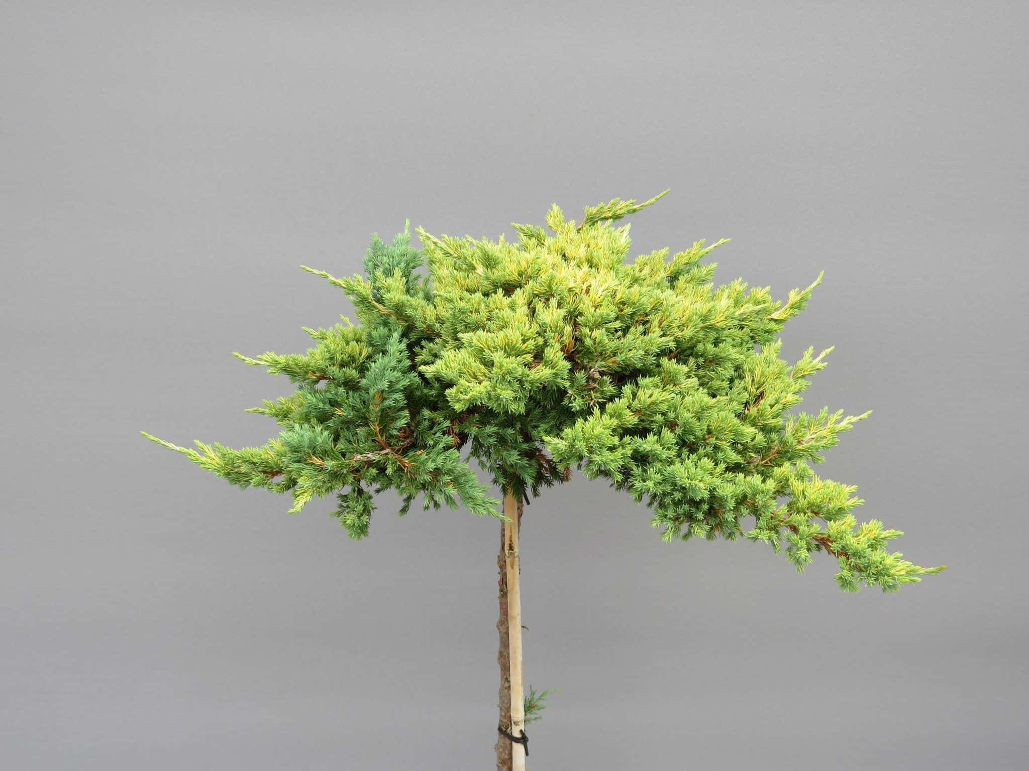 Juniperus procumbens Kishiogima (pa)