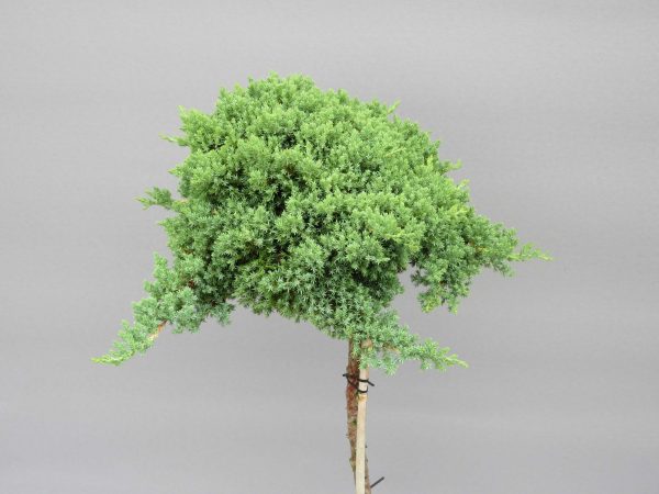 juniperus-procumbens-nana-2-web