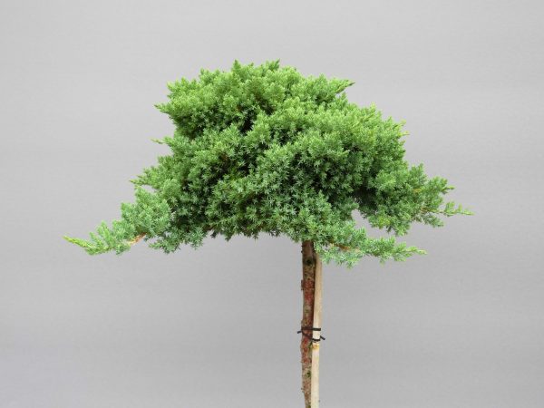 juniperus-procumbens-nana-web