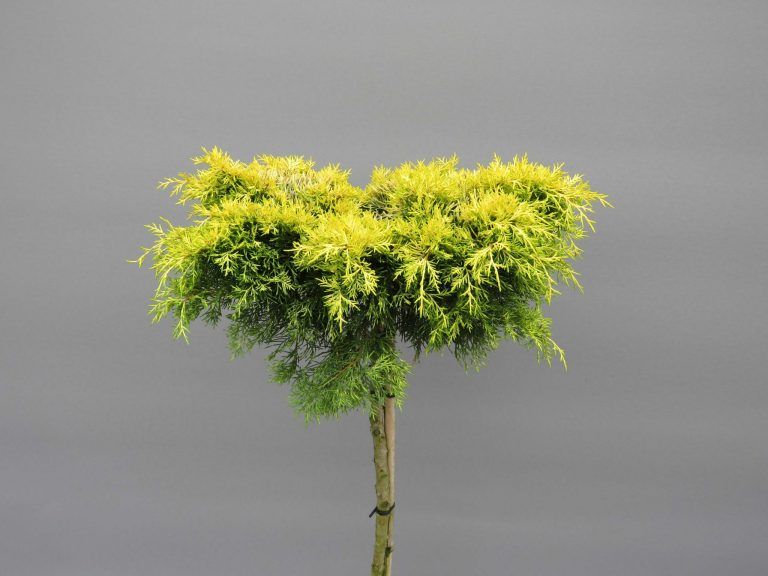 juniperus-squamata-golden-joy-3-web
