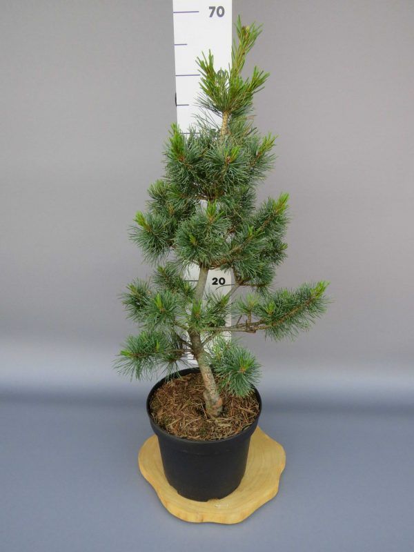 pinus-parviflora-schoons-bonsai-2