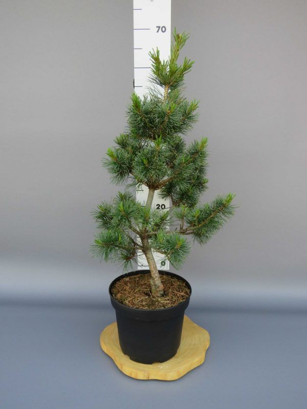 pinus-parviflora-schoons-bonsai