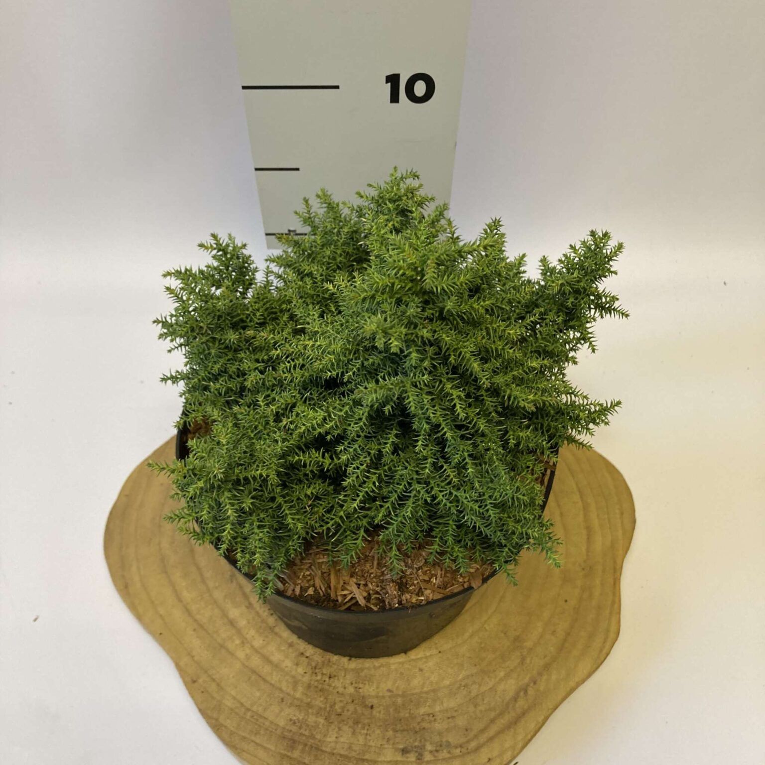 Cryptomeria japonica ‘Twinkle Toes’ – Novarbo